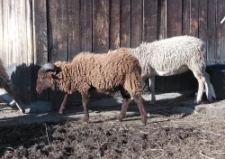 Quessánský beránek do chovu