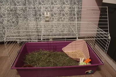 Prodám zakrslého králíčka