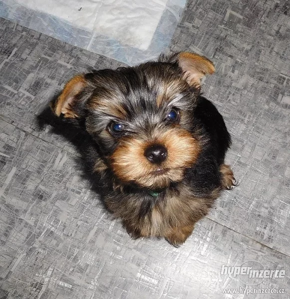 Jorkšírský teriér