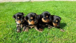 Jorkšírský teriér