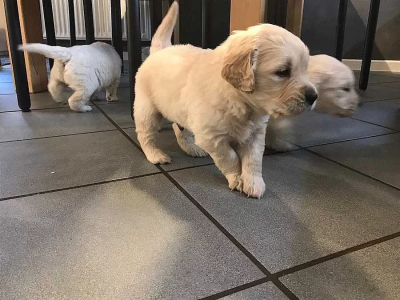 štěňata Labradorů bez pp