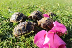 Želva zelenavá, vroubená a řecká s originálním teráriem