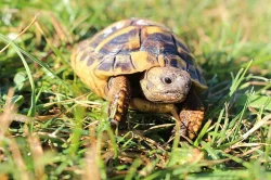 Želva zelenavá, vroubená a řecká s originálním teráriem
