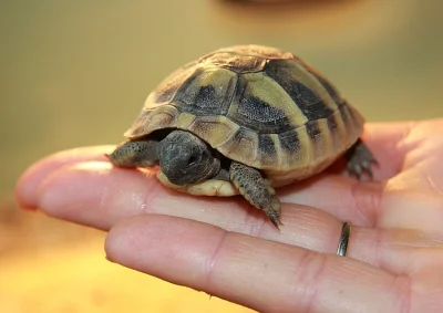 Želva zelenavá, vroubená a řecká s originálním teráriem