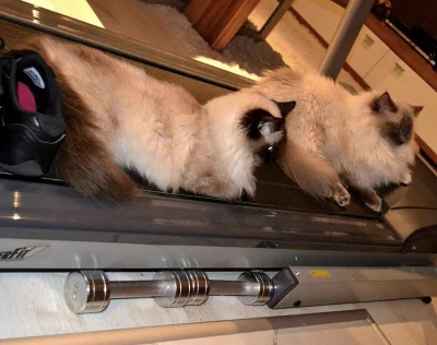 Daruji kocku a kocourka Ragdoll