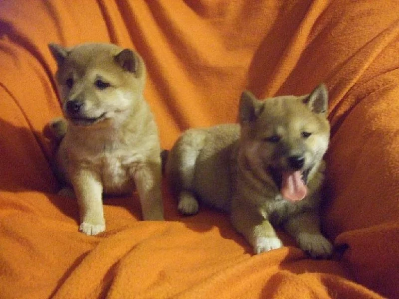 SHIBA INU PRAHA