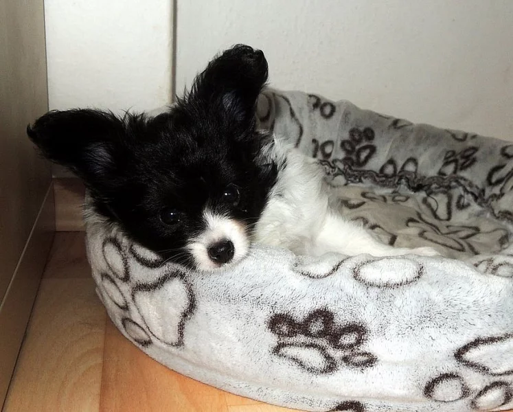 Papillon s PP