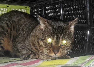 Bengalský kocour