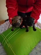 Prodám štěňata Německého ovčáka