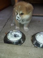 Akita Inu s PP