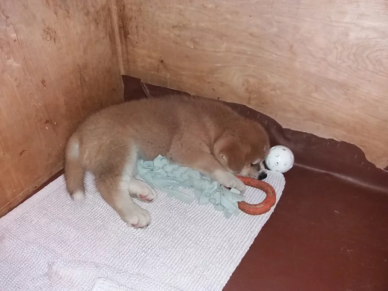 Akita Inu s PP