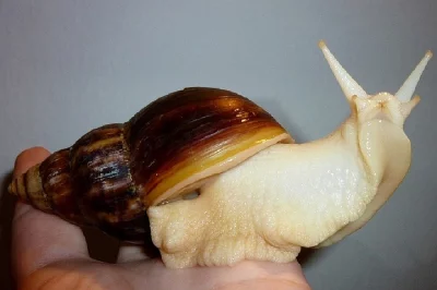 Achatina Fulica