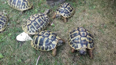 Želva zelenavá (odchov 2018)