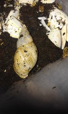 Achatina fulica - africký šnek