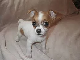 Tiny Chihuahua štěňata