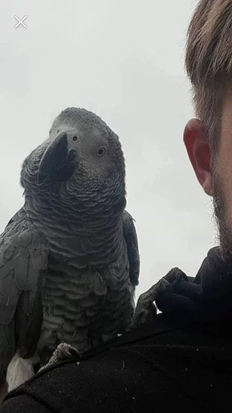 Prodám papouška Žako Kongo šedý