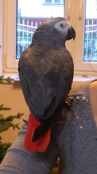 Prodám papouška Žako Kongo šedý