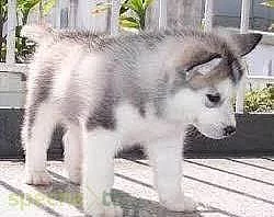 AKC Husky štěňata.