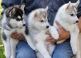 Sibiřští husky štěňata sPP