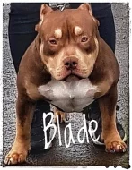 American bully