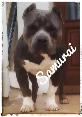 American bully