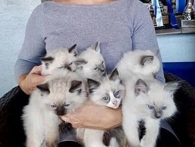 Ragdoll - koťátka ze zdravého testovaného chovu