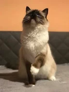 Ragdoll - koťátka ze zdravého testovaného chovu