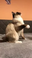 Ragdoll - koťátka ze zdravého testovaného chovu