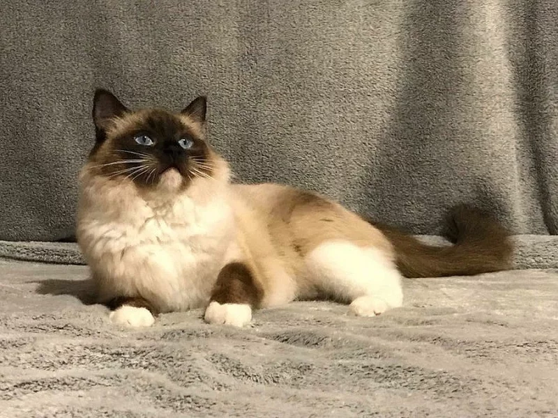 Ragdoll - koťátka ze zdravého testovaného chovu