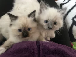 Ragdoll - koťátka ze zdravého testovaného chovu