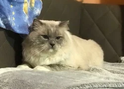 Ragdoll - koťátka ze zdravého testovaného chovu