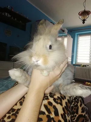 Prodám zakrslého teddy králíčka