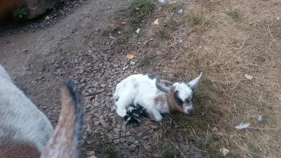 kozička