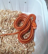 Užovka červená 2018 ŽIVÁ EXOTIKA