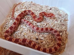 Užovka červená 2018 ŽIVÁ EXOTIKA
