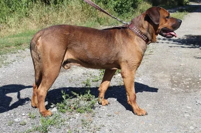 Tosa inu  štěně pejsek s PP
