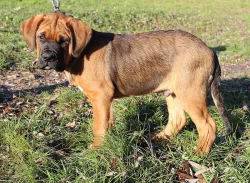 Tosa inu štěně pejsek s PP