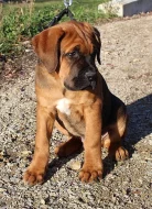 Tosa inu štěně pejsek s PP