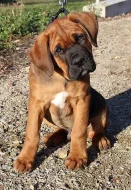 Tosa inu štěně pejsek s PP