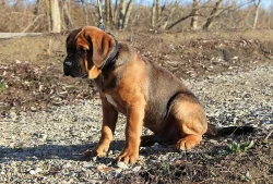 Tosa inu štěně pejsek s PP