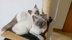 Kocourek Ragdoll