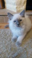 Kocourek Ragdoll