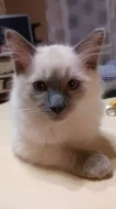Kocourek Ragdoll