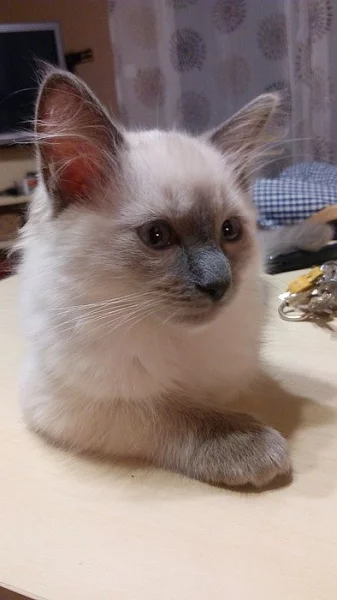 Kocourek Ragdoll