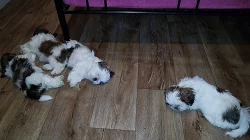 Štěňátka shih-tzu