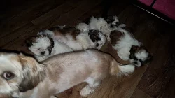 Štěňátka shih-tzu