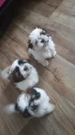 Štěňátka shih-tzu