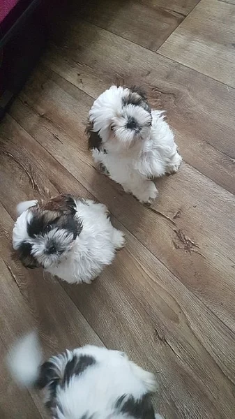 Štěňátka shih-tzu