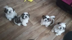 Štěňátka shih-tzu