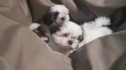 Štěňátka shih-tzu